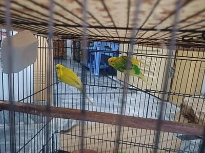 Austurlian Breeder pair with Egg and Chicks