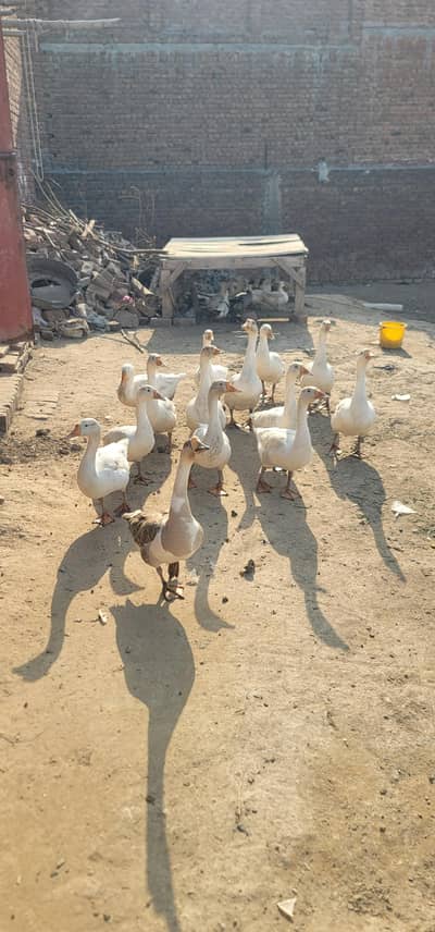 white ducks