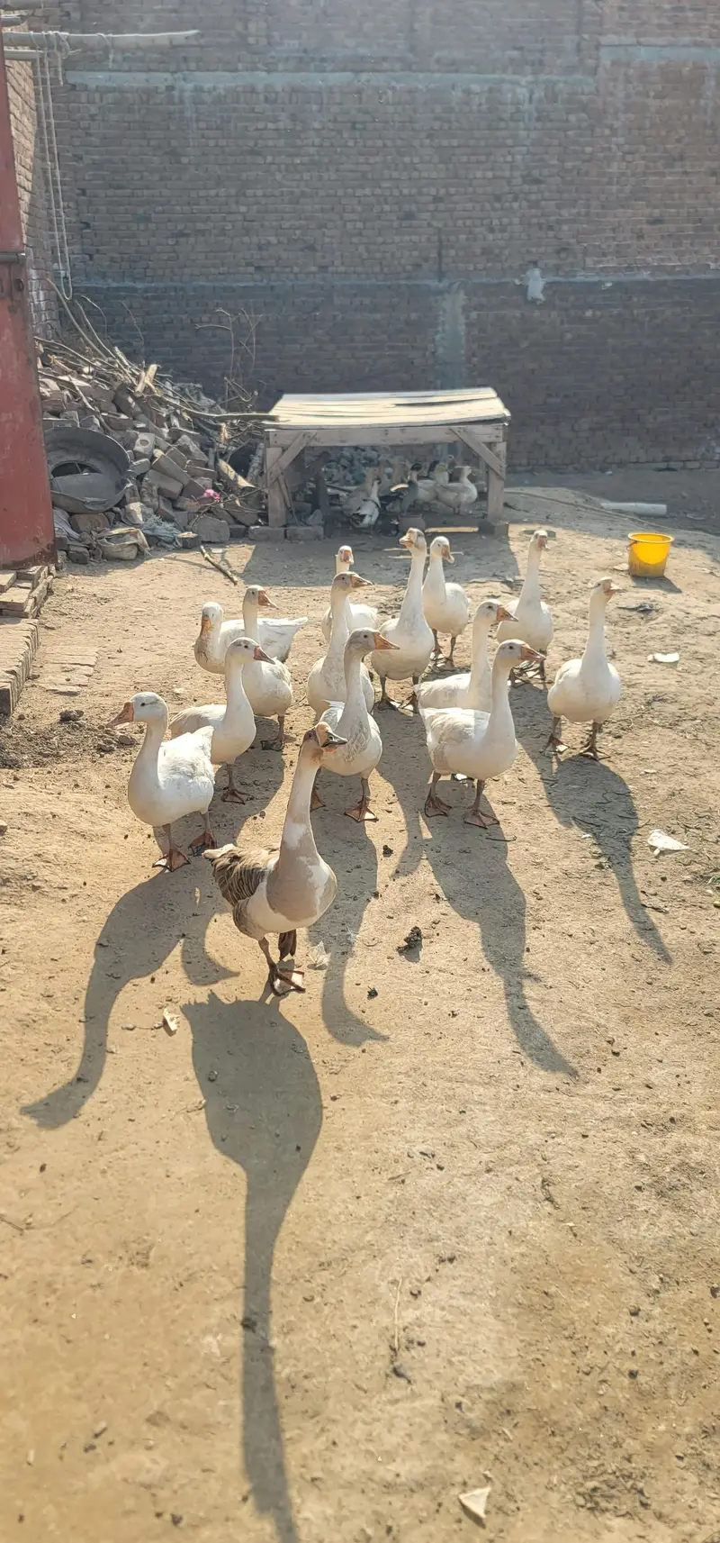 white ducks