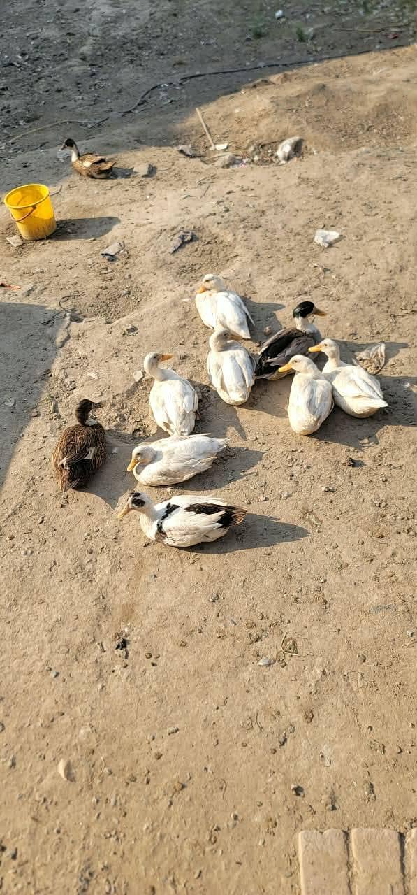 white ducks 1