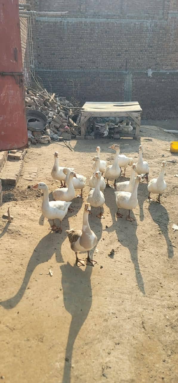 white ducks 2
