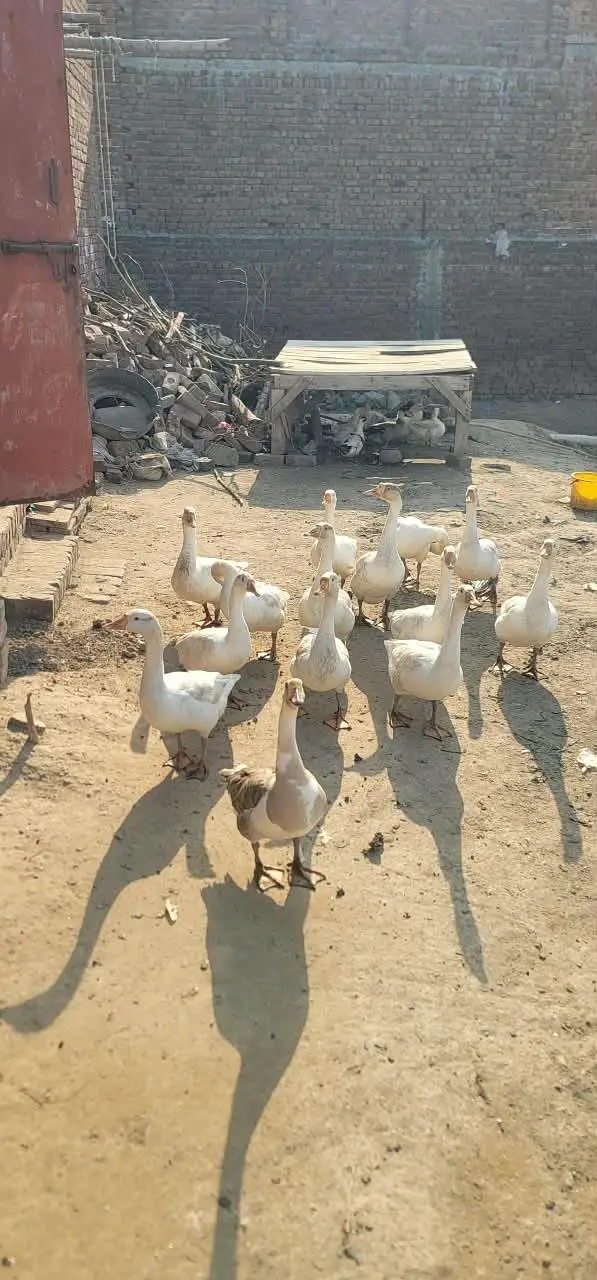 white ducks — photo 3