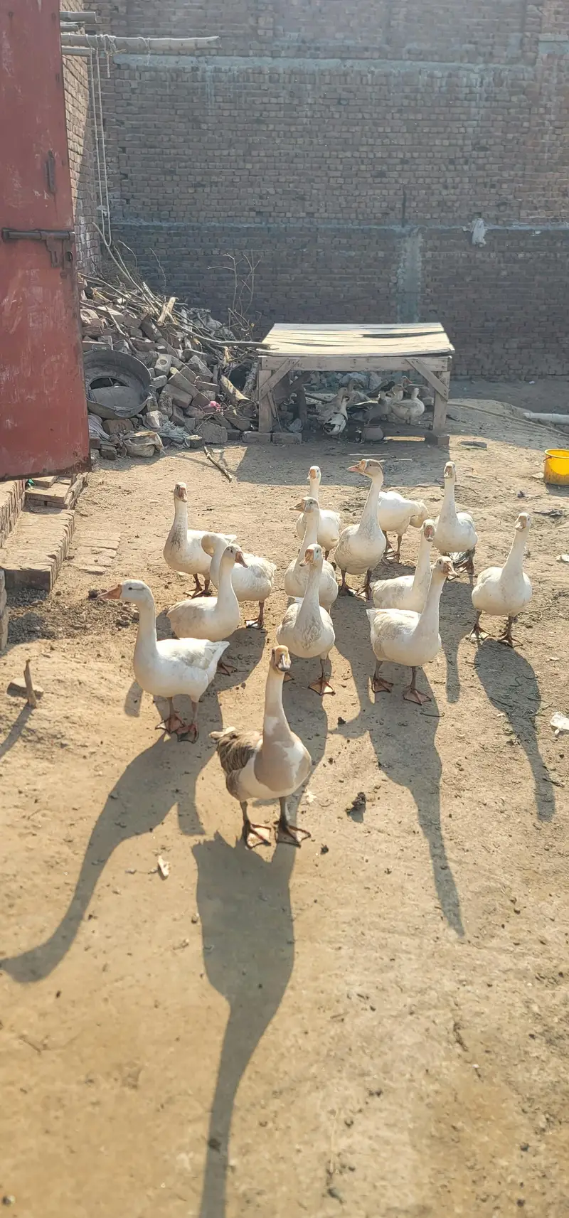 white ducks — photo 4