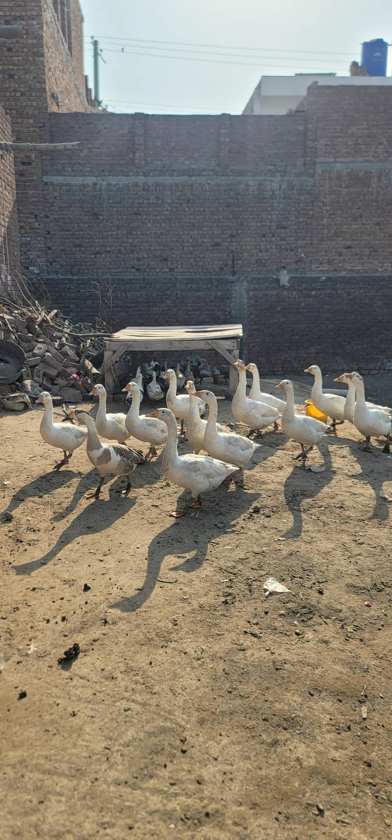 white ducks 4