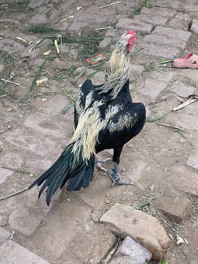 ready to breed egg lay whtsap 0336(47)72)110