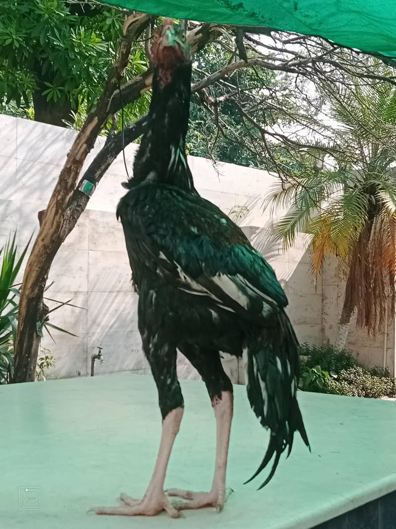 aseel lasani patha murga 1
