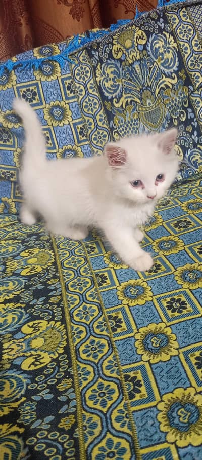 kittens