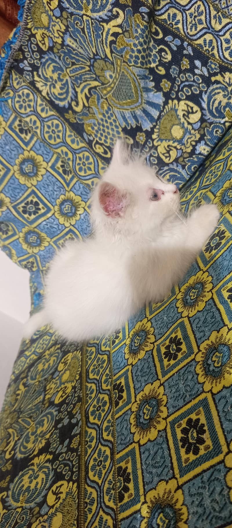kittens 1