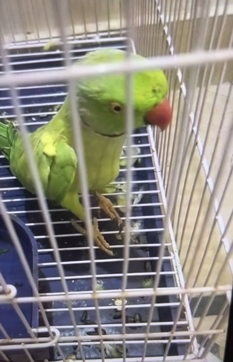 Talking parrot 0