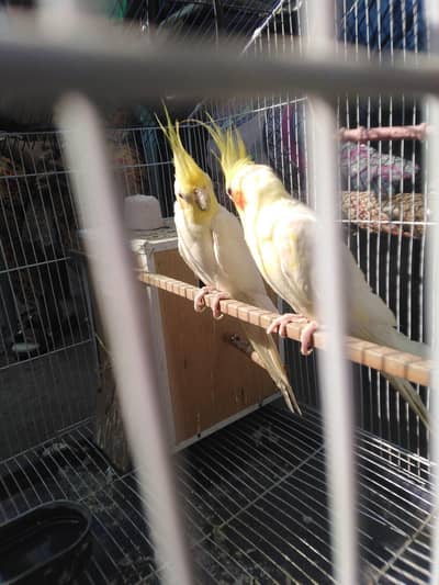 Cocktail Creamo King Size Pair