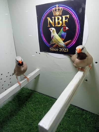 finches