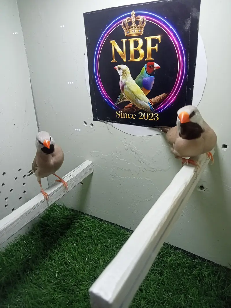 finches