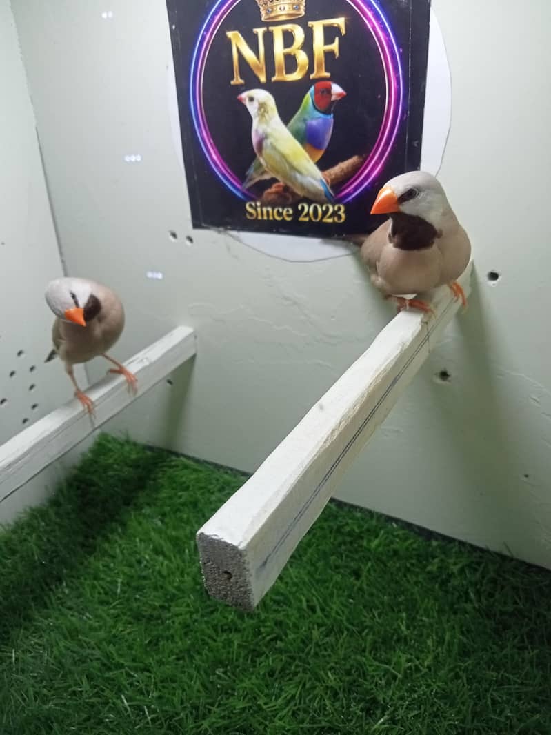 finches 1