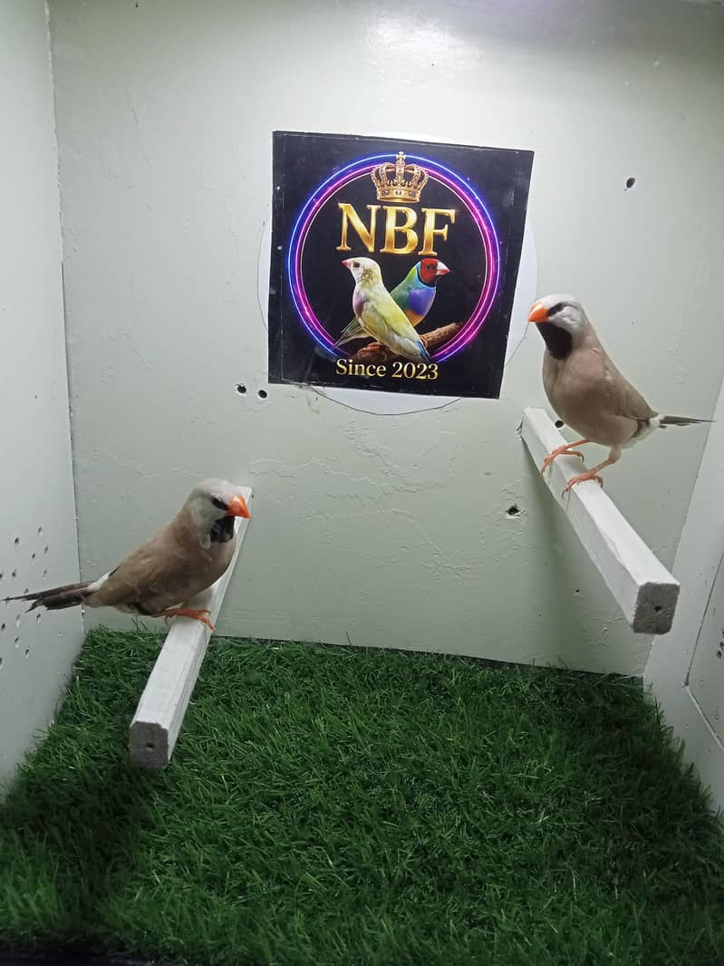 finches 2