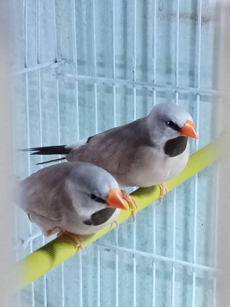 finches 3