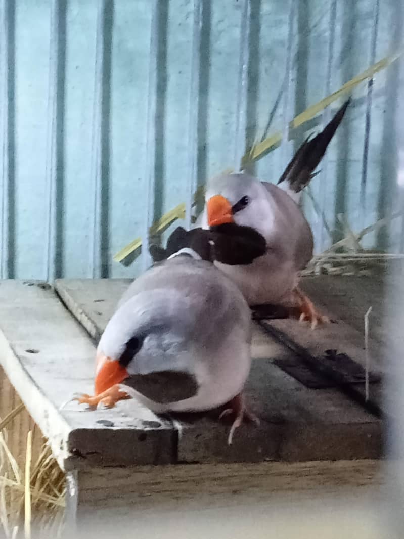 finches 4