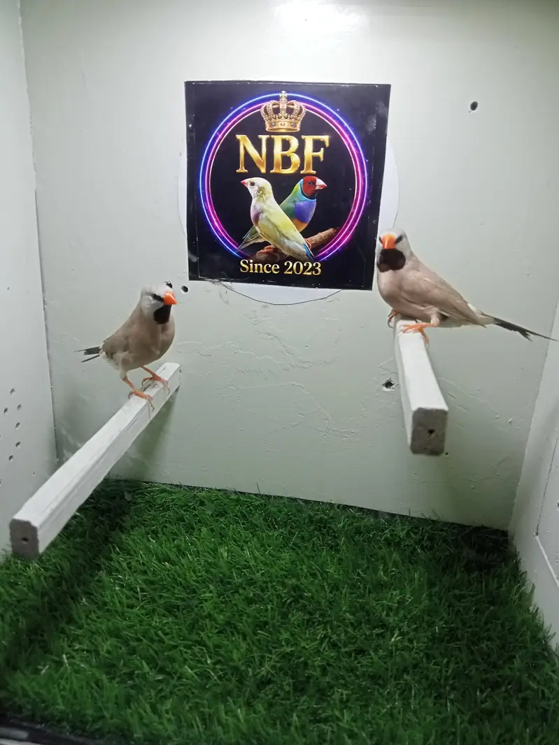 finches — photo 6