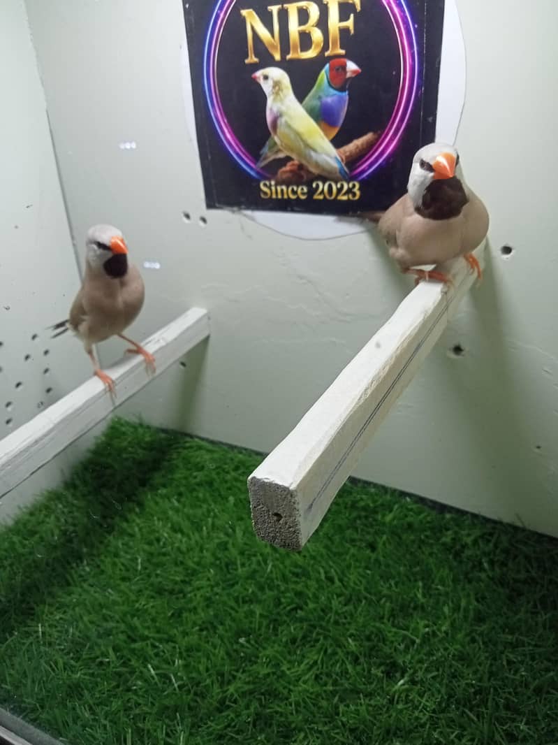 finches 7