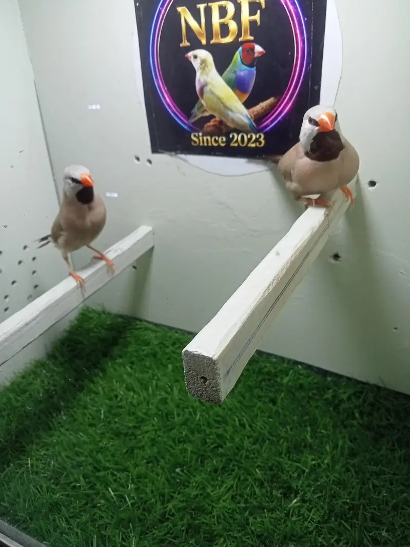 finches — photo 8