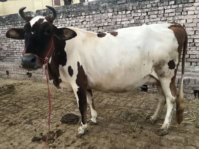 Jersey Friesian Cow for sale