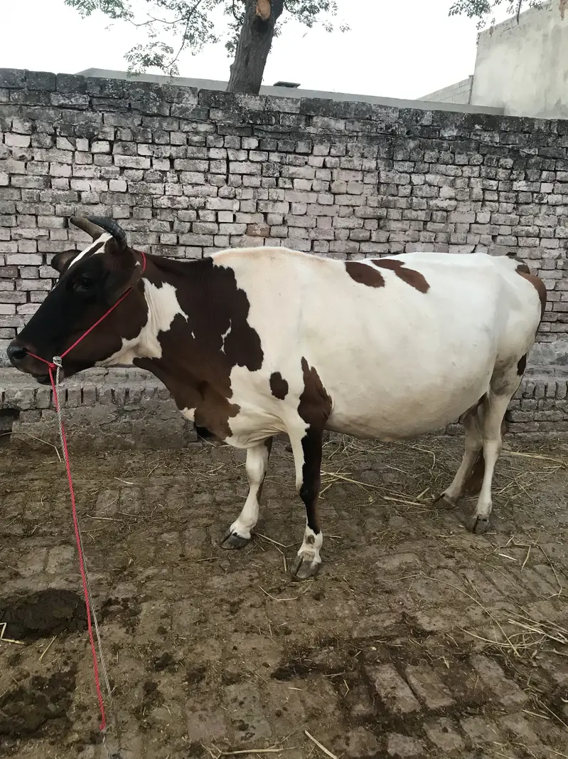 Jersey Friesian Cow for sale — photo 2