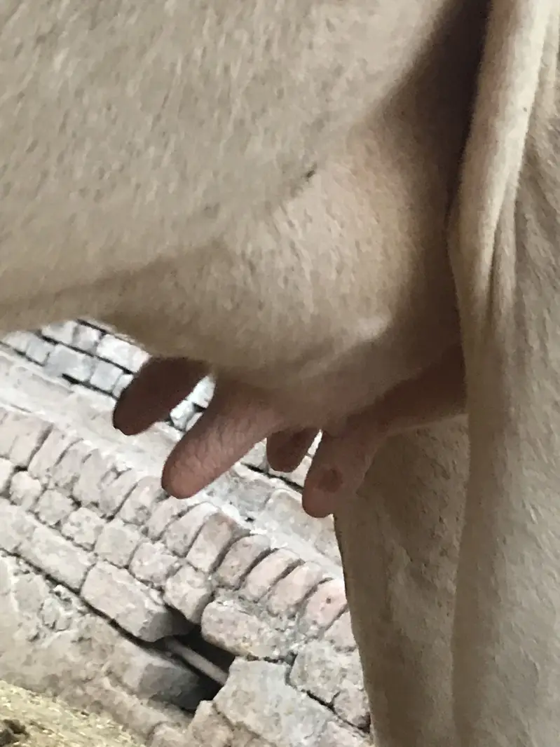 Jersey Friesian Cow for sale — photo 3