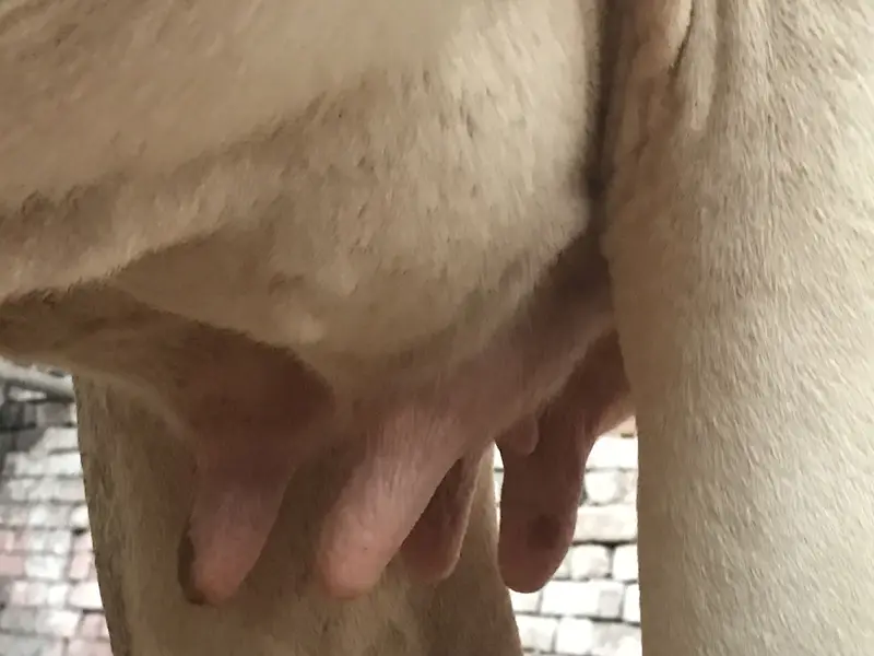 Jersey Friesian Cow for sale — photo 4
