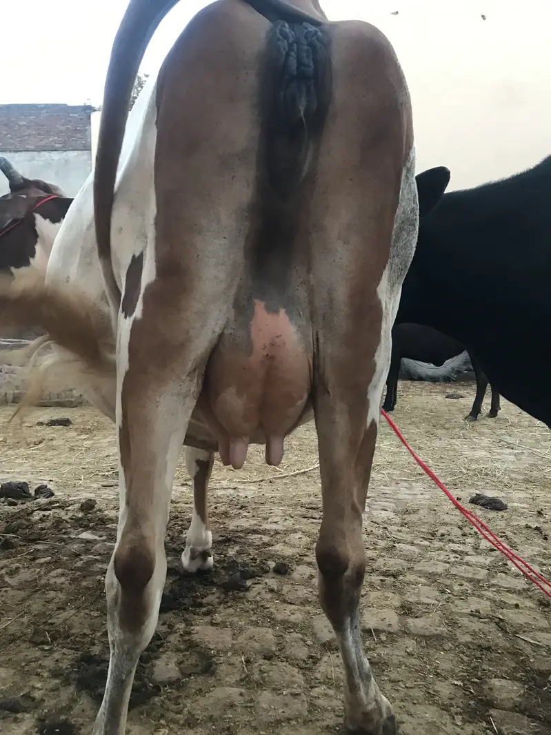 Jersey Friesian Cow for sale — photo 5