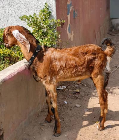 Munda Bakra