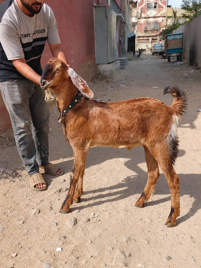 Munda Bakra 2
