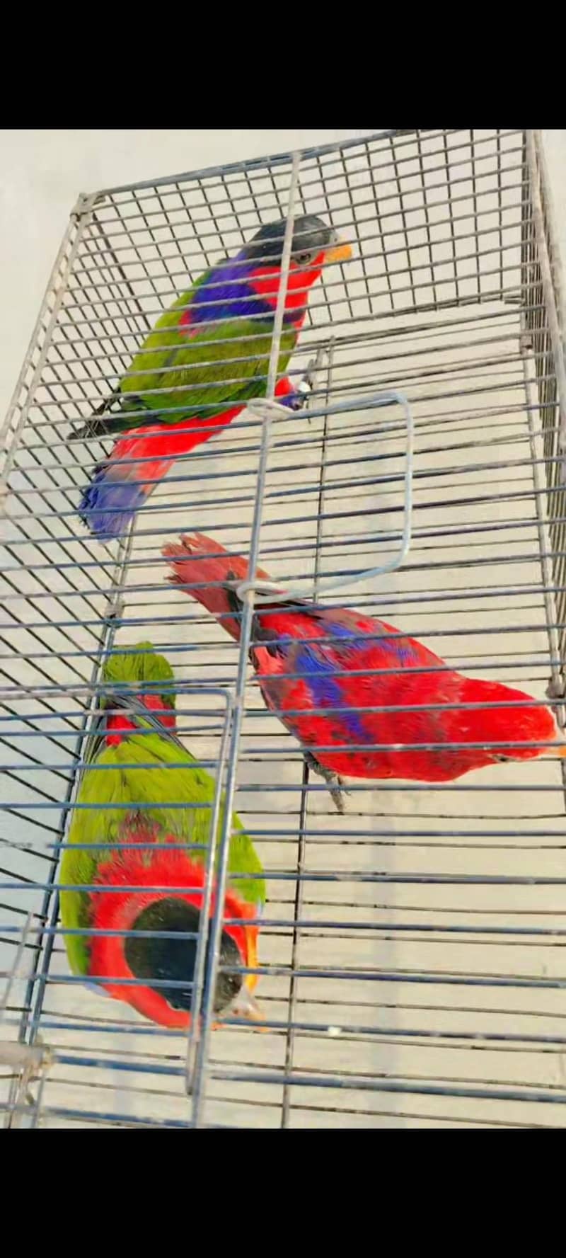 lorry electus ringneck conour 0