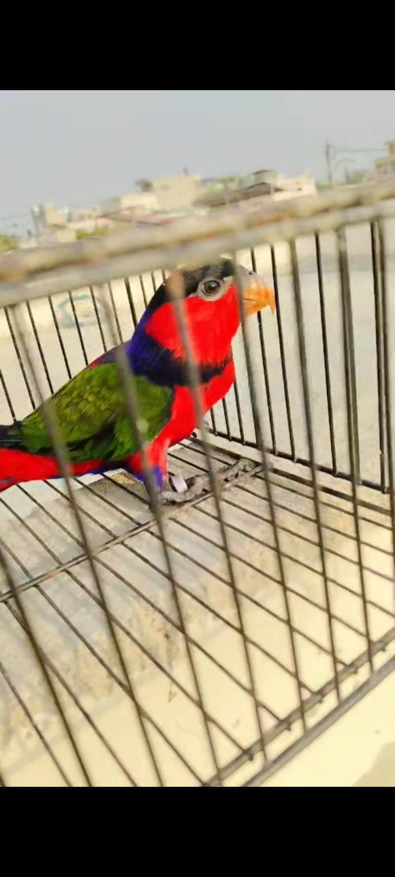 lorry electus ringneck conour 1