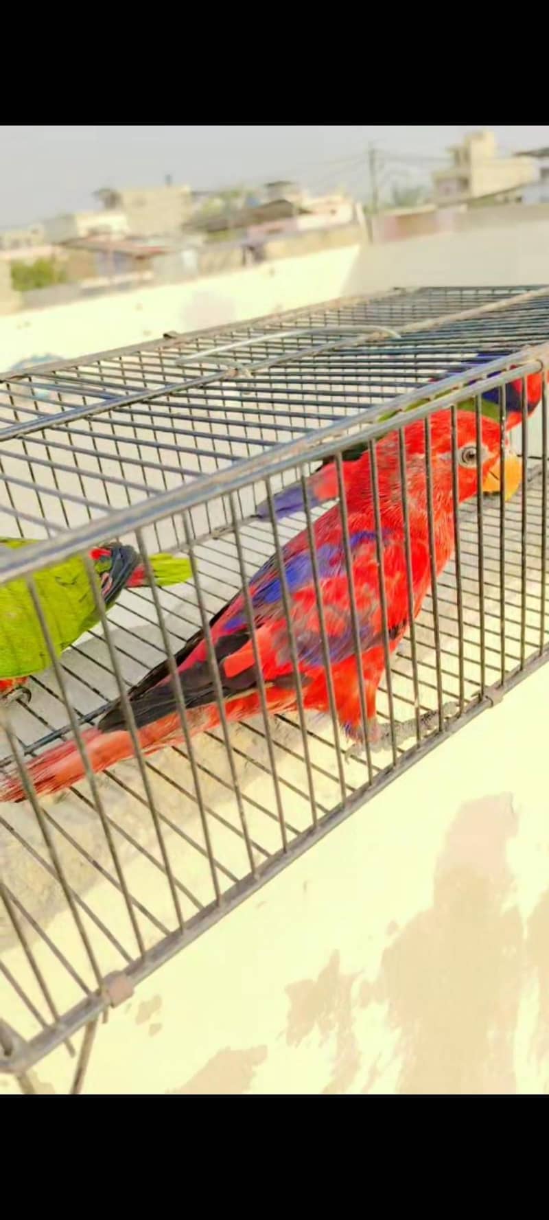 lorry electus ringneck conour 2