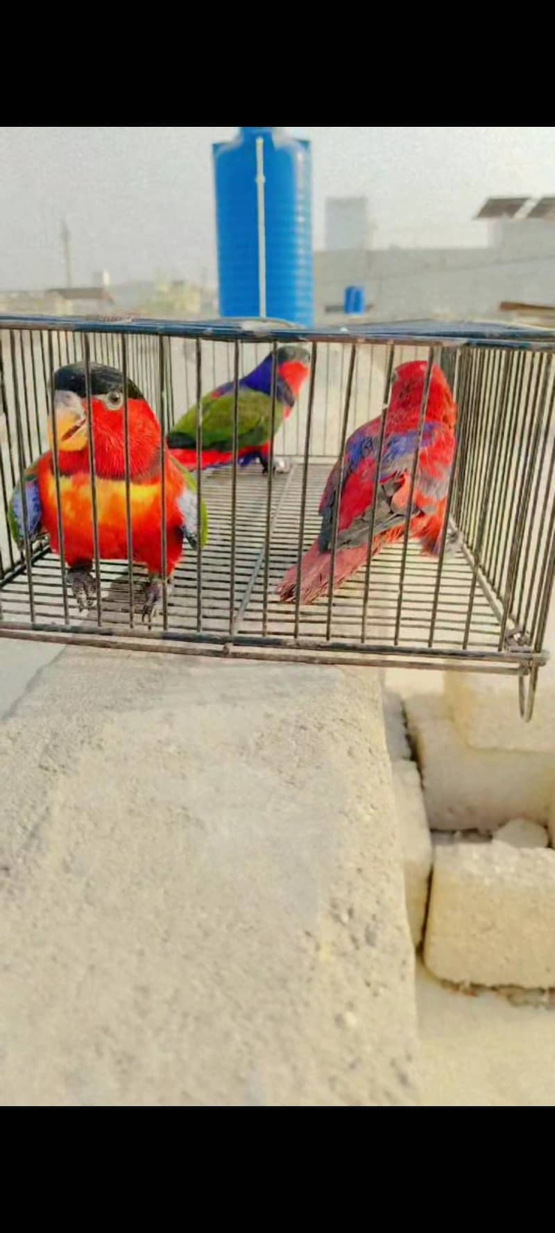 lorry electus ringneck conour 3