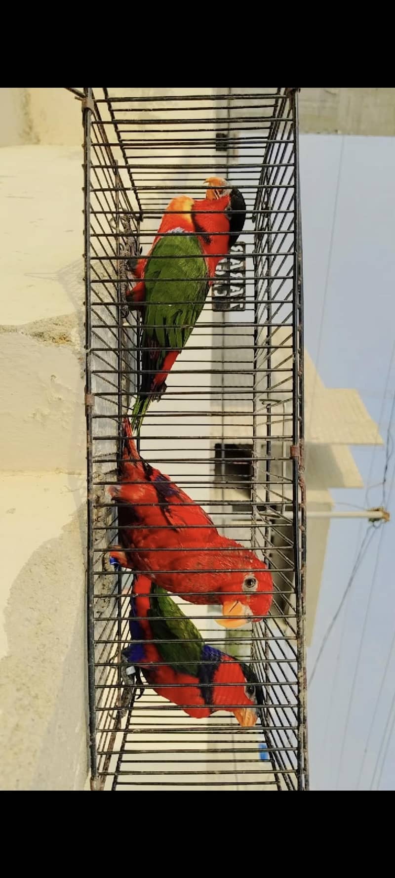 lorry electus ringneck conour 4