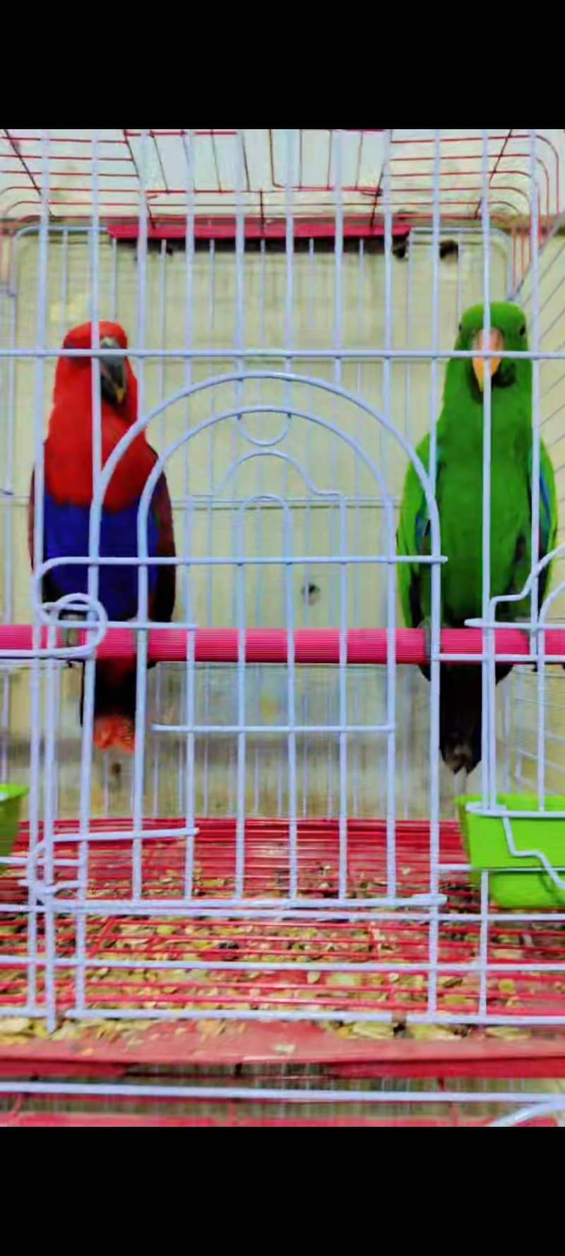 lorry electus ringneck conour 5