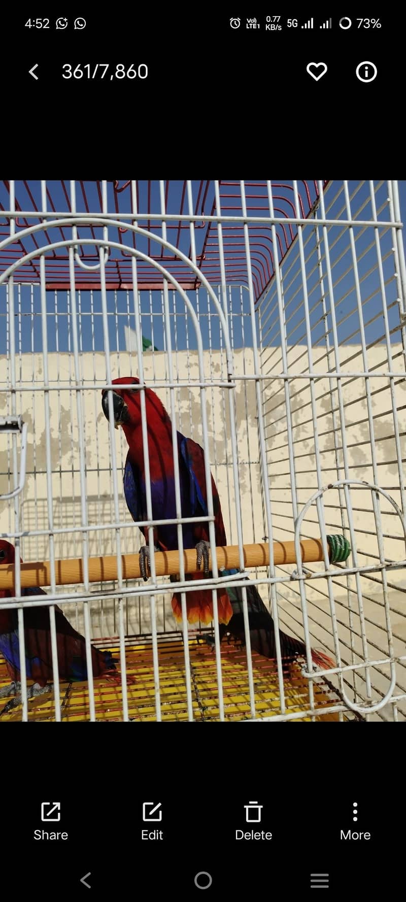 lorry electus ringneck conour 6