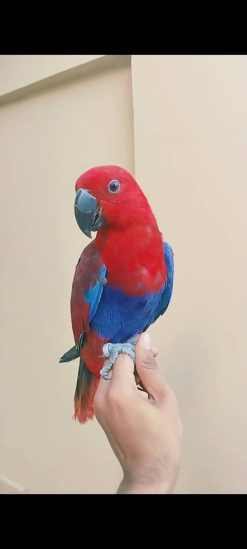 lorry electus ringneck conour 7