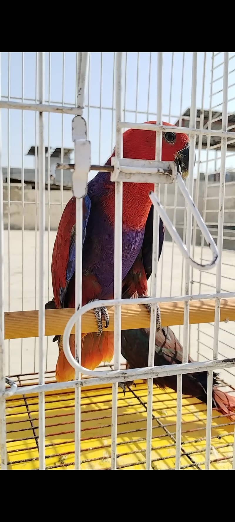 lorry electus ringneck conour 8