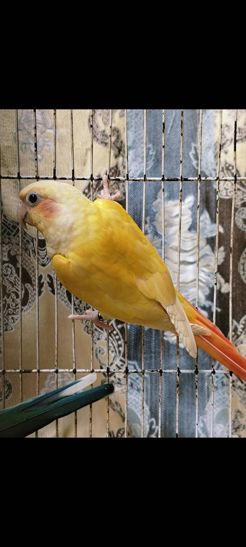 lorry electus ringneck conour 9