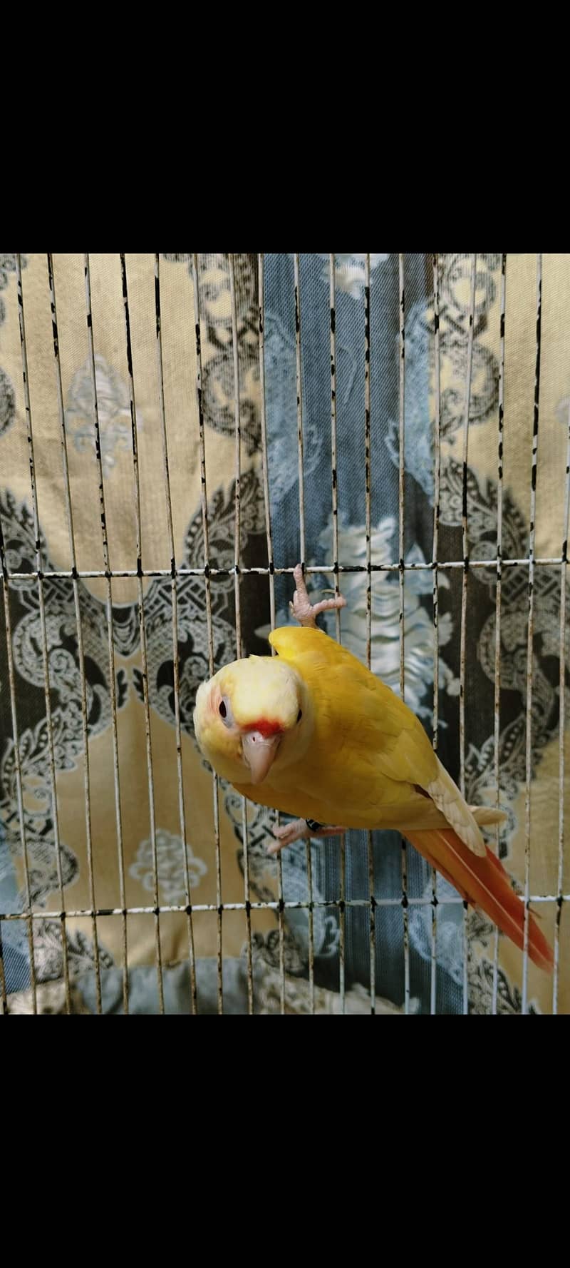 lorry electus ringneck conour 10
