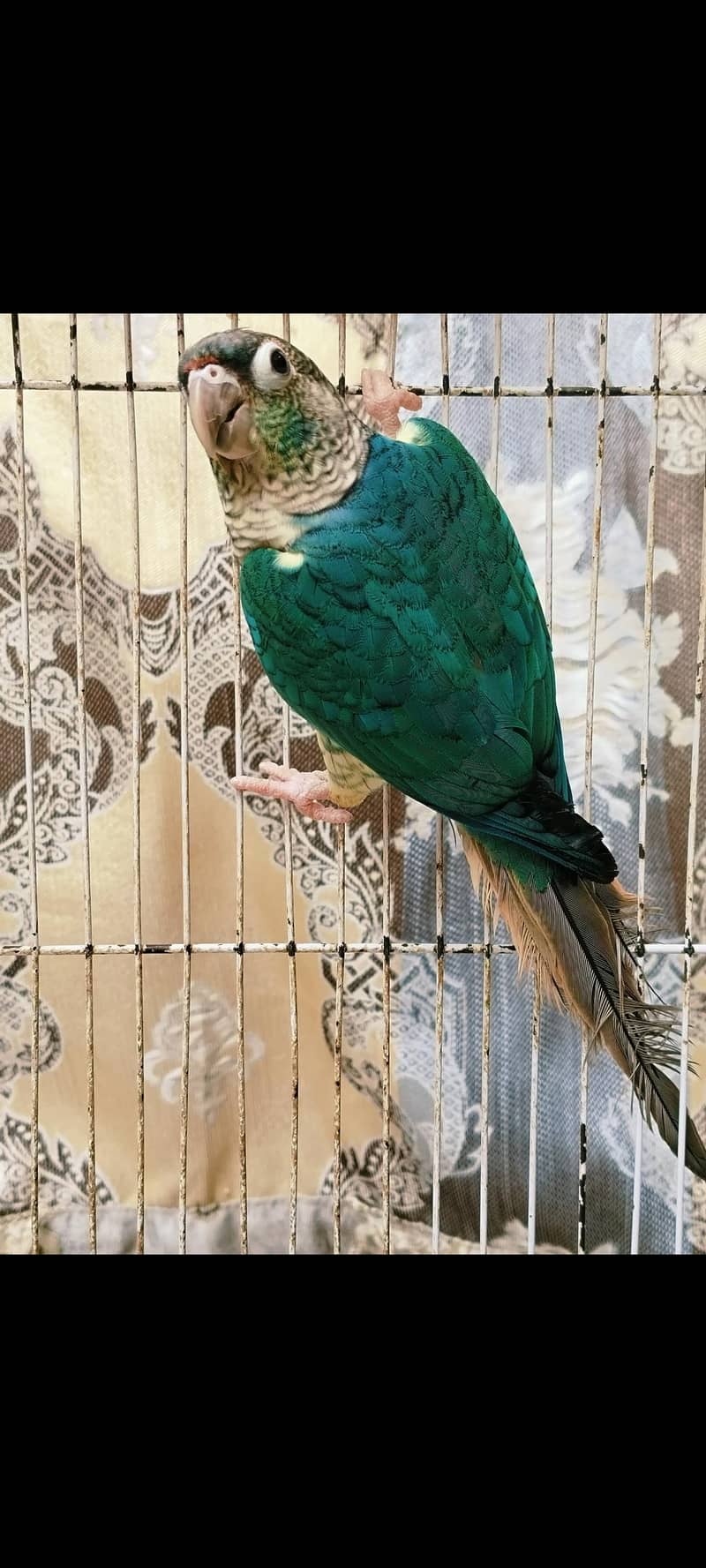 lorry electus ringneck conour 11