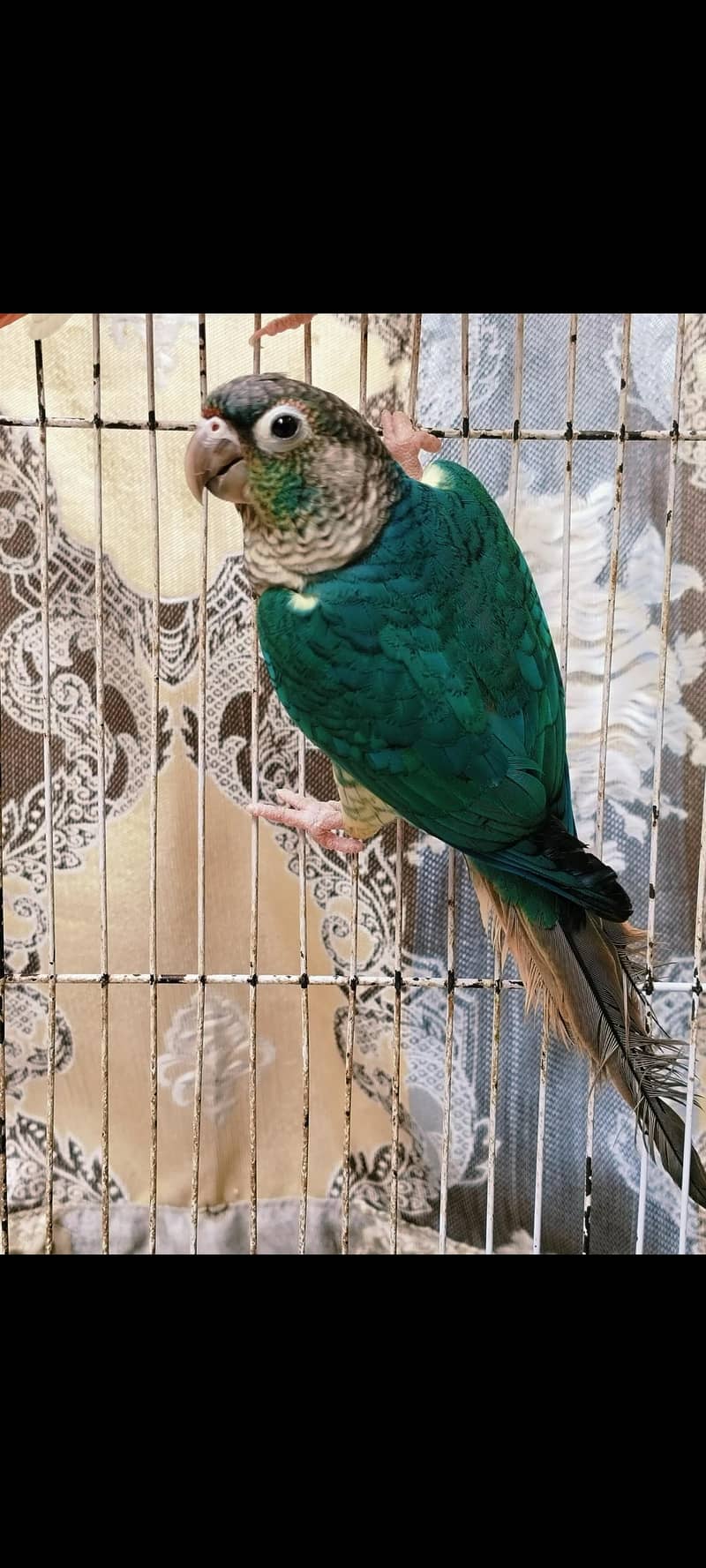 lorry electus ringneck conour 12