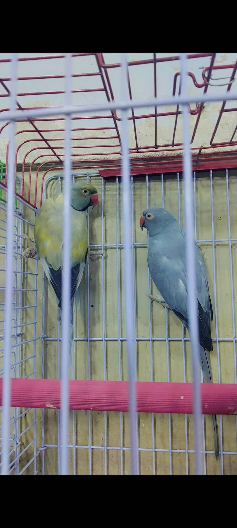 lorry electus ringneck conour 13