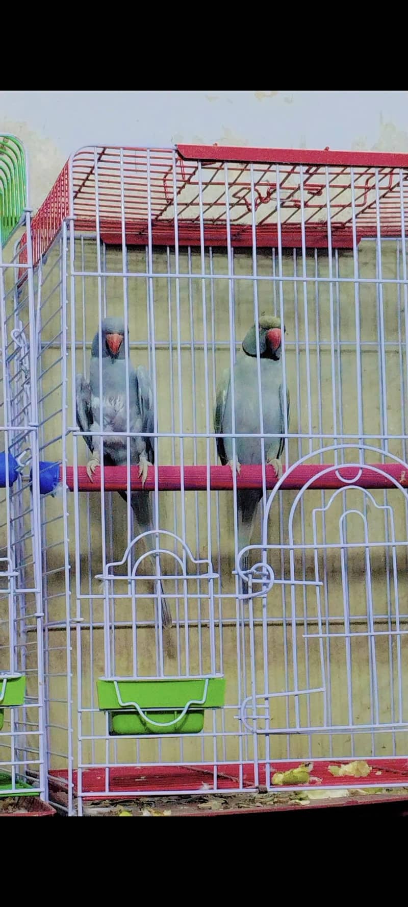 lorry electus ringneck conour 14