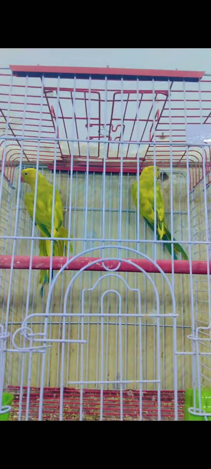 lorry electus ringneck conour 15