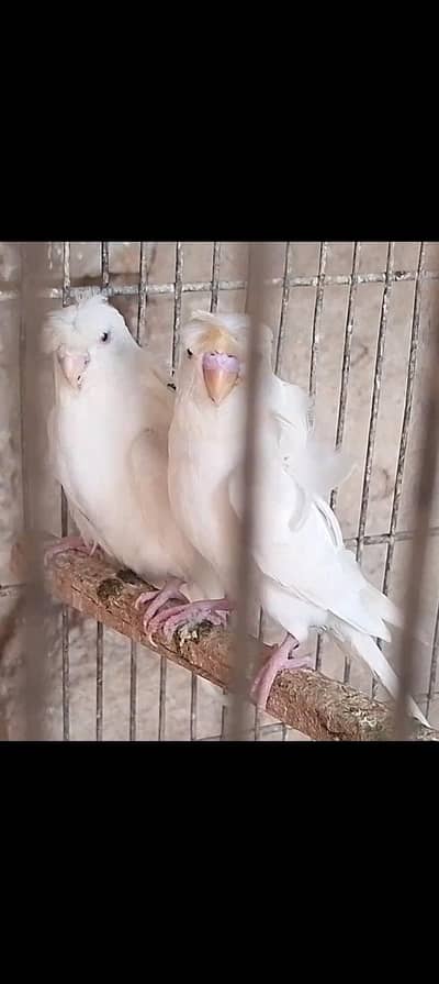 Hogoromo,hogo,bajri tote,rainbow,love birds,albino,creamino,par blue