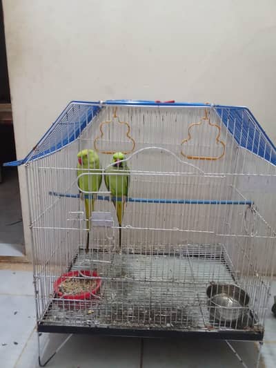 Parrot With Cage