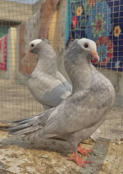 Silver Mukhi Pigeons