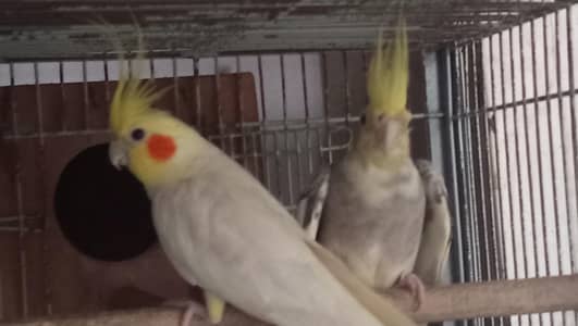 cockatiel pair